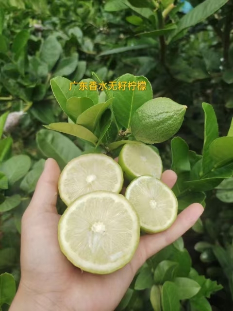 香水柠檬苗  四季广东无籽香水柠檬树苗果苗地栽核南方种植