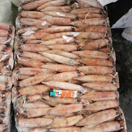 福州东山小管批发红鱿批发鱿鱼刺身鱿鱼红鱿批发鱿鱼