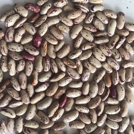嫩江市东北奶花饭豆