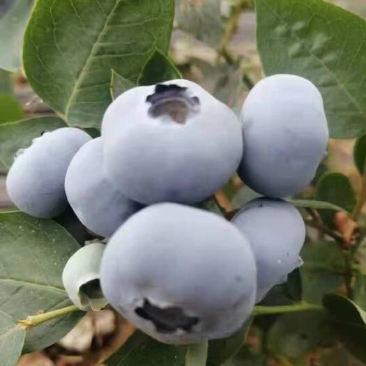 肥城市高从蓝莓苗  L蓝莓适合北方暖棚和南方露天种植的品种。