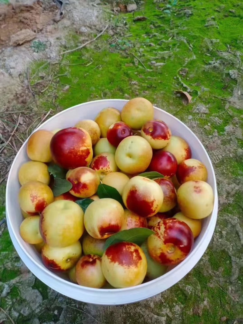 沾化冬枣一代果园现摘现发 上午采摘 下午发货