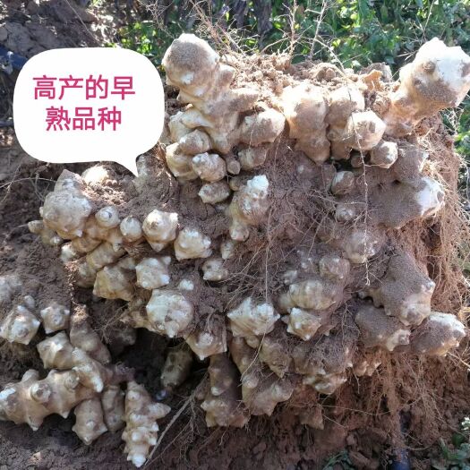 定边县早熟菊芋种块