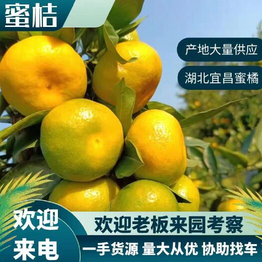当阳市蜜桔 湖北宜昌特早蜜橘薄皮无籽