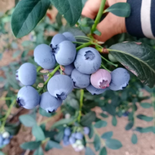 肥城市珠宝蓝莓苗，经久不衰的蓝莓品种。