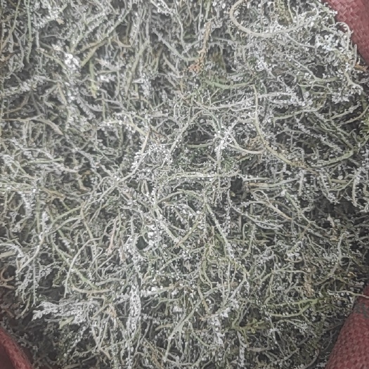 藏区高原野生鹿角菜精捡货