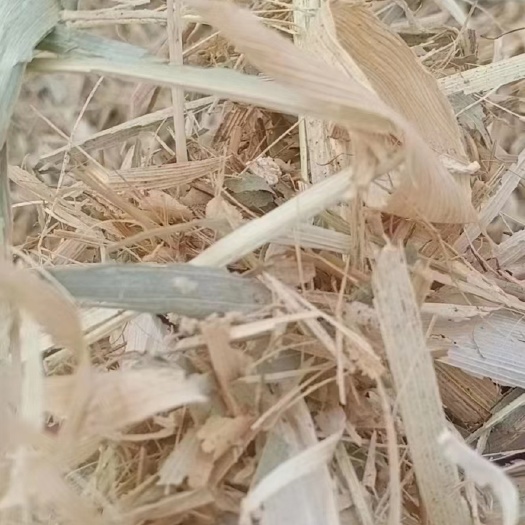 内乡县今年新草上市，地捡包，质量好无土无膜，水分安全，物美价廉
