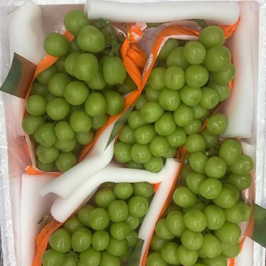 大荔县一级果阳光玫瑰  一件代发 欢迎抢购
