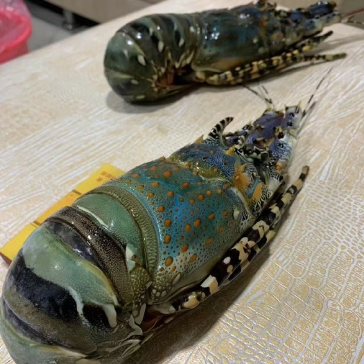 东山县批发大花龙