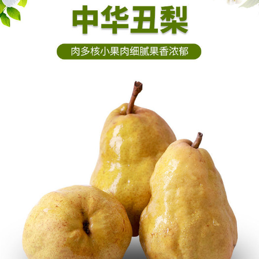 赵县中华丑梨新鲜梨子水果
