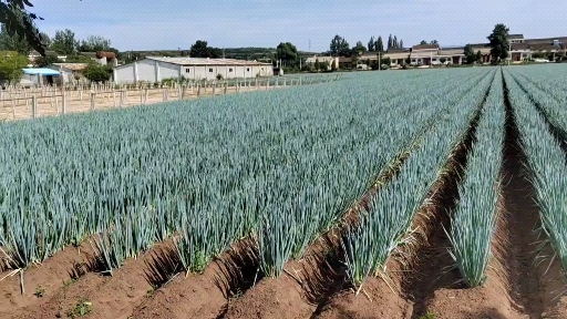 宝鸡大量长白大葱