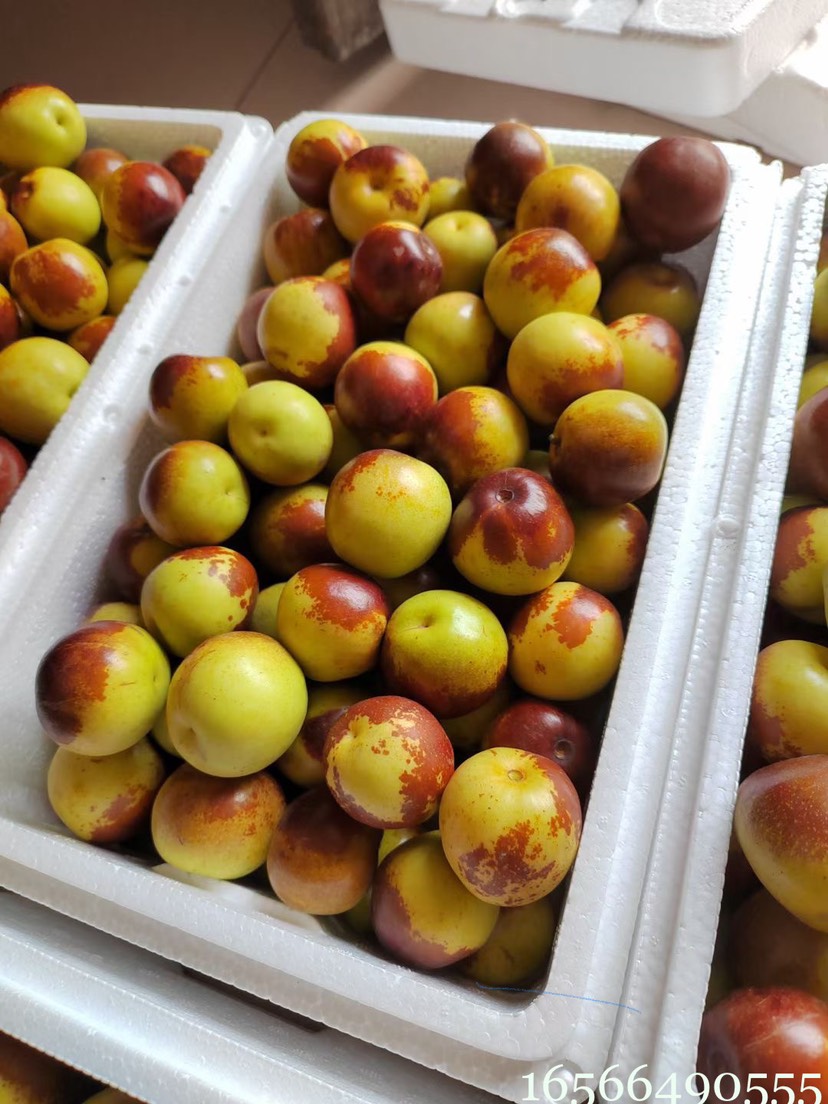 沾化冬枣一代果园现摘现发 上午采摘 下午发货