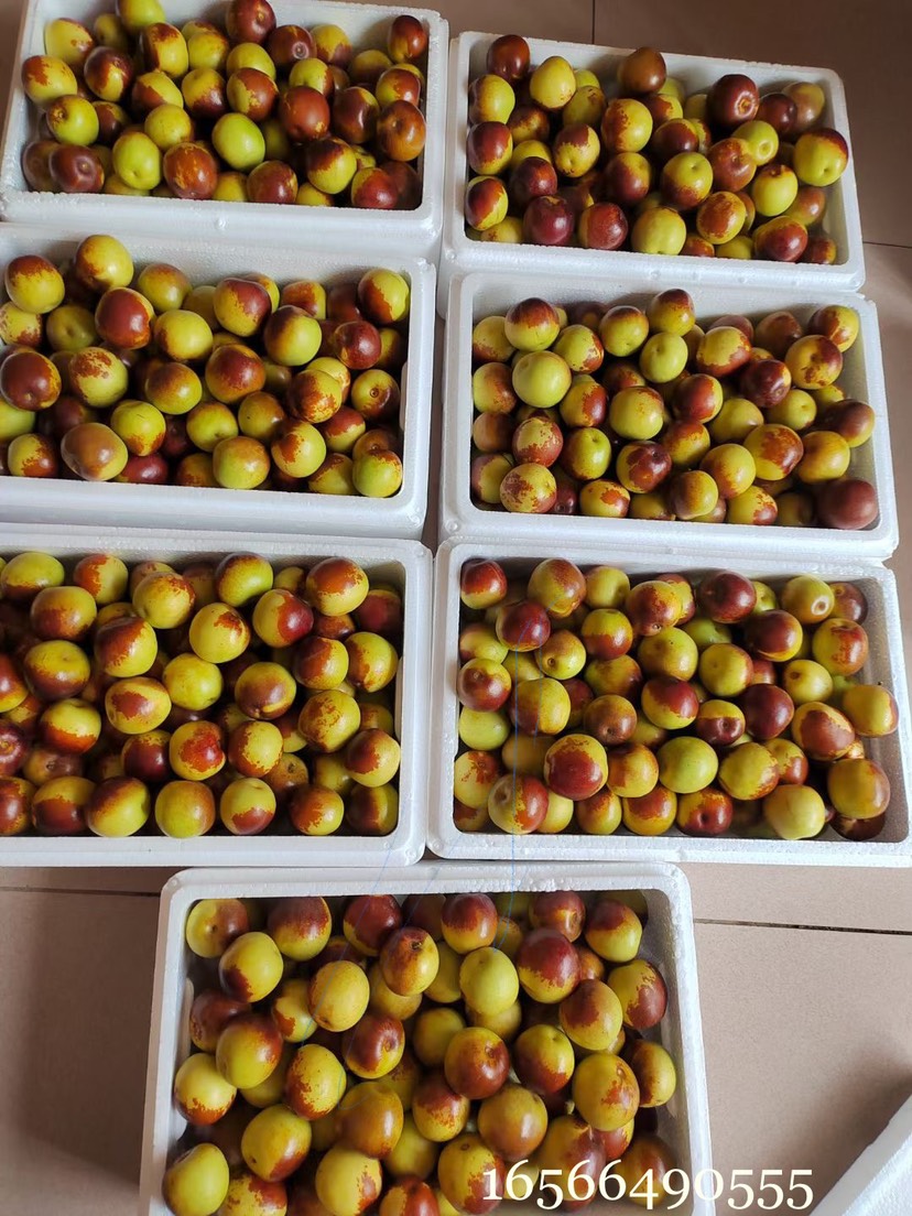 沾化冬枣一代果园现摘现发 上午采摘 下午发货