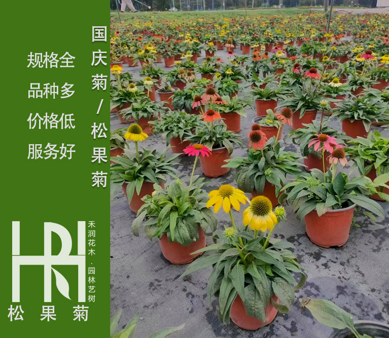 松果菊批发基地，松果菊大量供应，松果菊杯苗报价