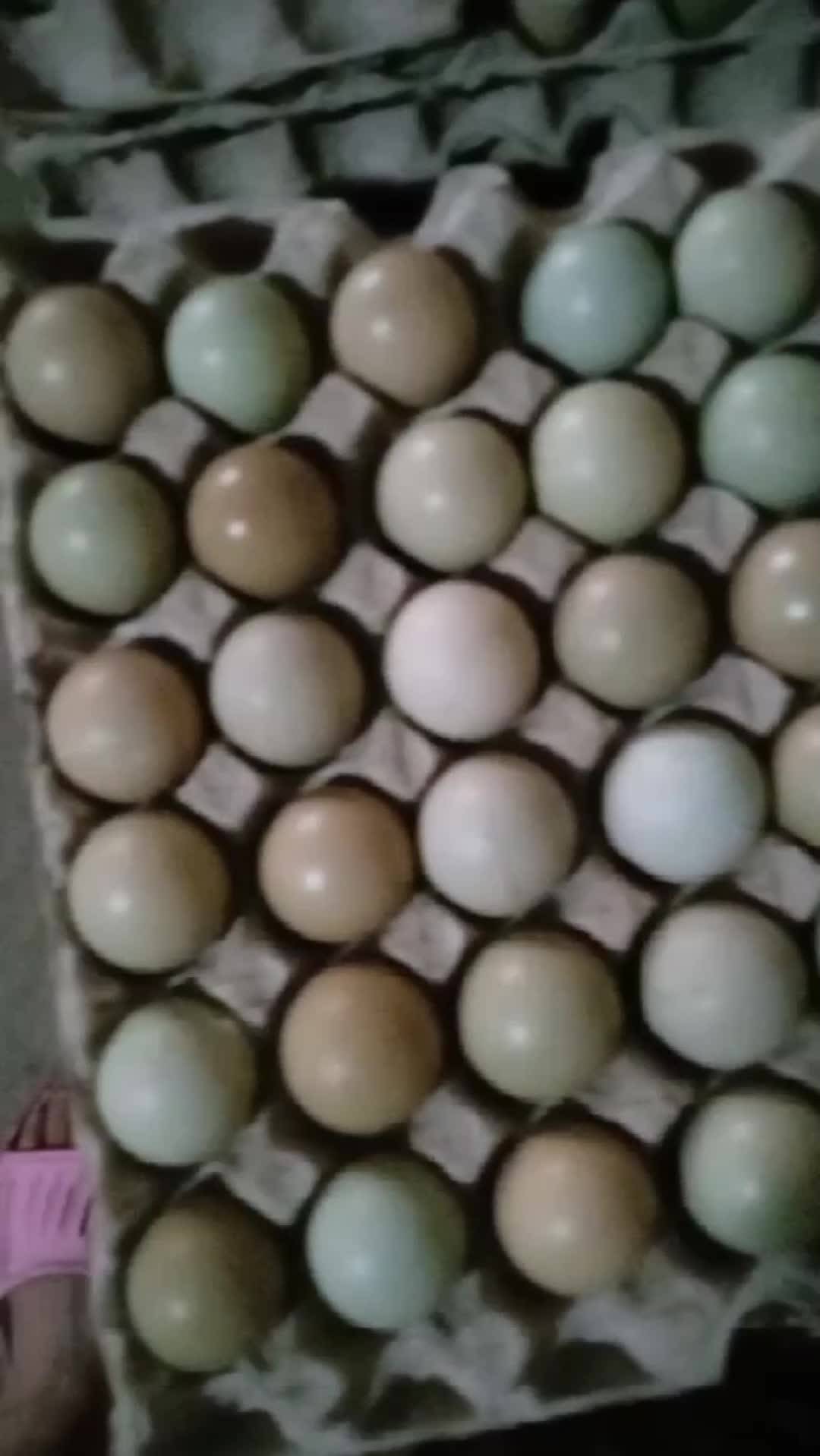 商河县莲姐散养七彩山鸡蛋中码蛋。