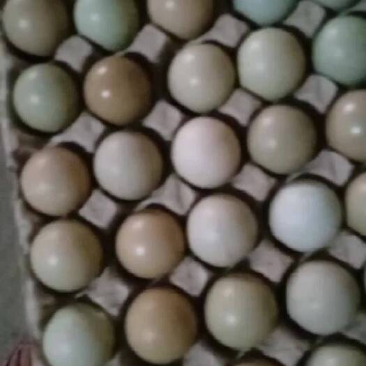 商河县连姐散养七彩山鸡蛋中码蛋。