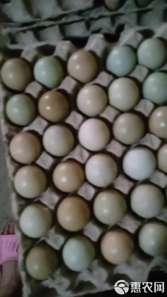 连姐散养七彩山鸡蛋中码蛋。