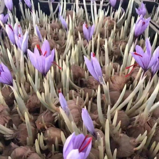 番红花药用花籽花卉盆栽正宗藏红花种球藏红花种子种球苗球花