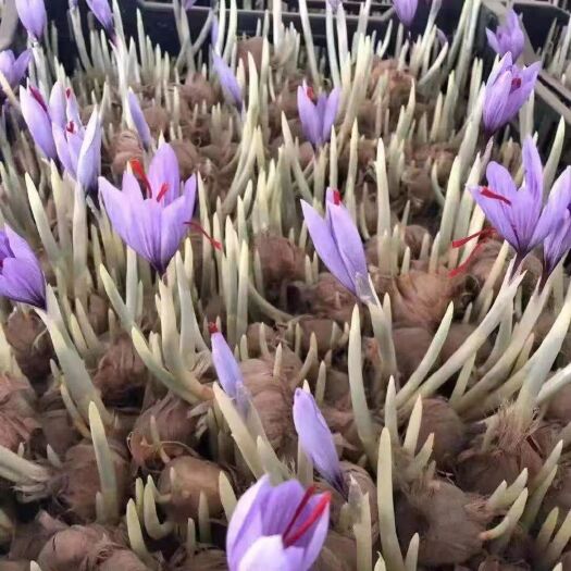 东海县番红花药用花籽花卉盆栽正宗藏红花种球藏红花种子种球苗球花