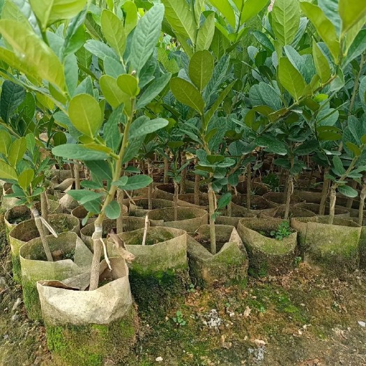 灵山县自种自销广东香水柠檬杯苗
