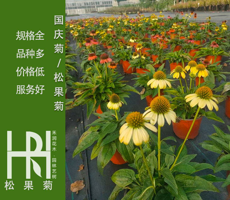 松果菊批发基地，松果菊大量供应，松果菊杯苗报价