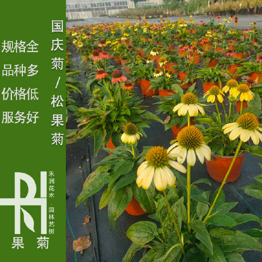 松果菊批发基地，松果菊大量供应，松果菊杯苗报价