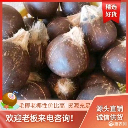 椰皇，椰子碗，炖汤，榨汁专用