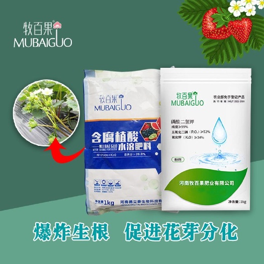 漯河牧白果生根剂+磷酸二氢钾在草莓移栽成活后使用