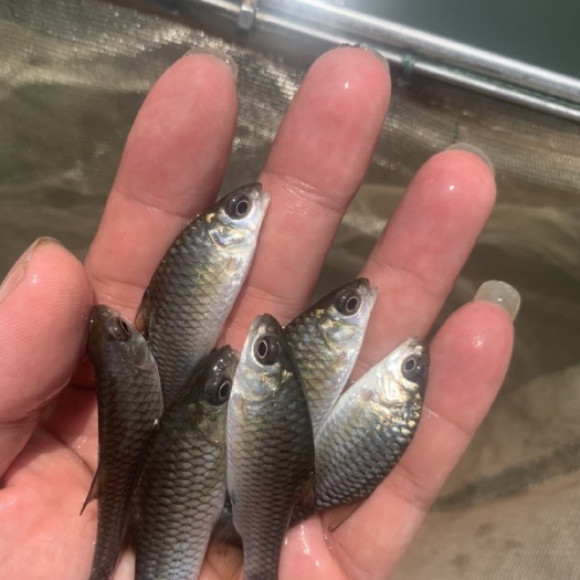 南宁青竹鱼苗，肉质鲜嫩，养殖简单，生长速度快，成活率高。