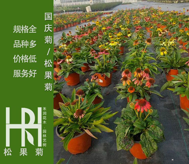 松果菊批发基地，松果菊大量供应，松果菊杯苗报价