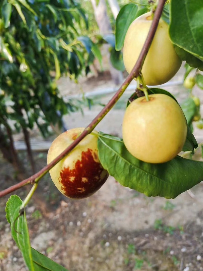 沾化冬枣一代果园现摘现发 上午采摘 下午发货