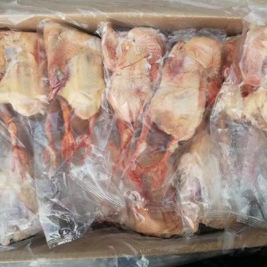 济南 长期批发冰鲜乳鸽，活体现抓现杀新鲜乳鸽