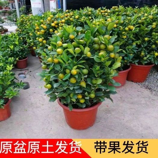 平邑县脆皮金桔带果发货四季金桔观赏食用招财盆景室内外盆栽南北方种植