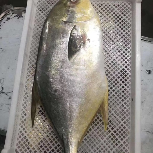 东山县金鲳鱼