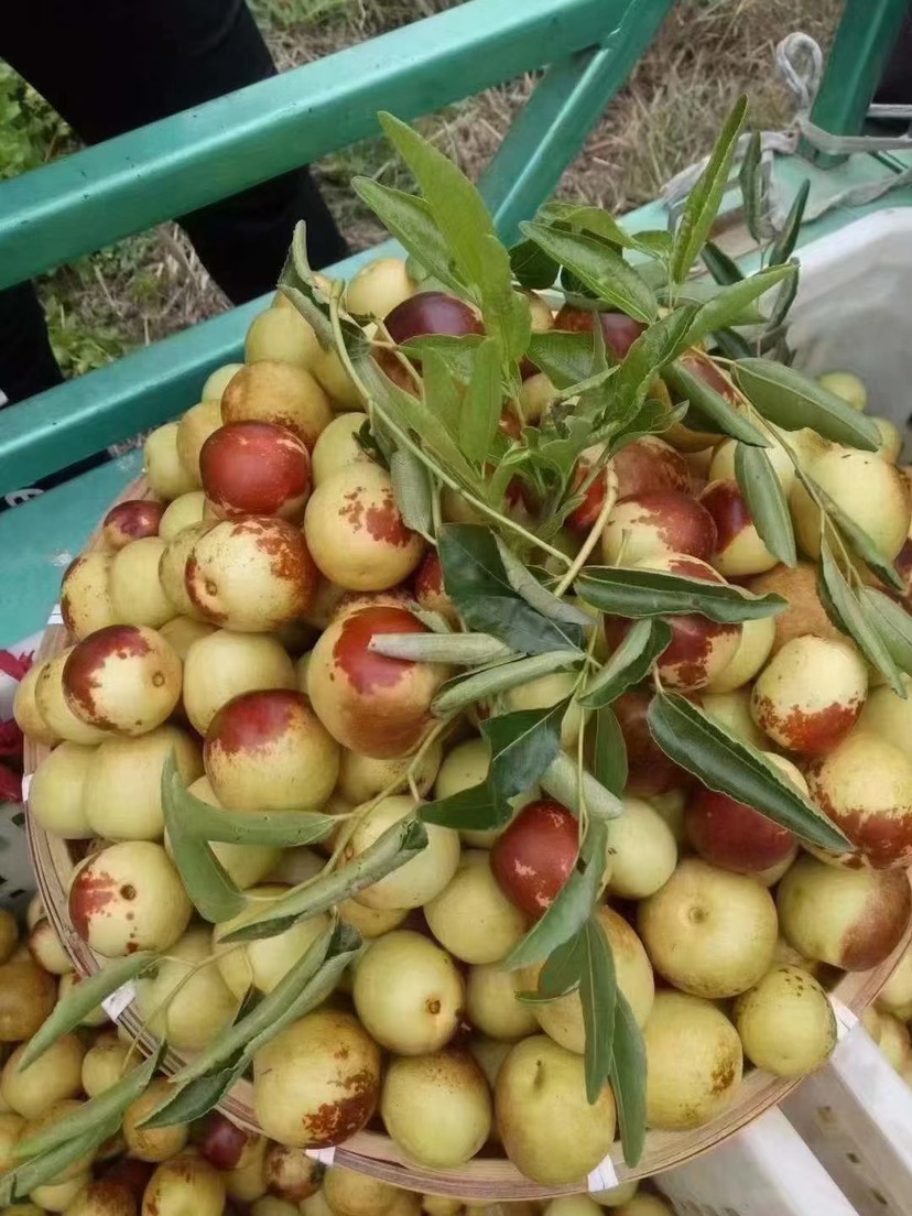 沾化冬枣一代果园现摘现发 上午采摘 下午发货