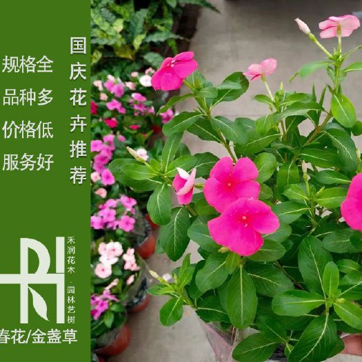 成都长春花批发基地，长春花供应，长春花价格，金盏菊批发！