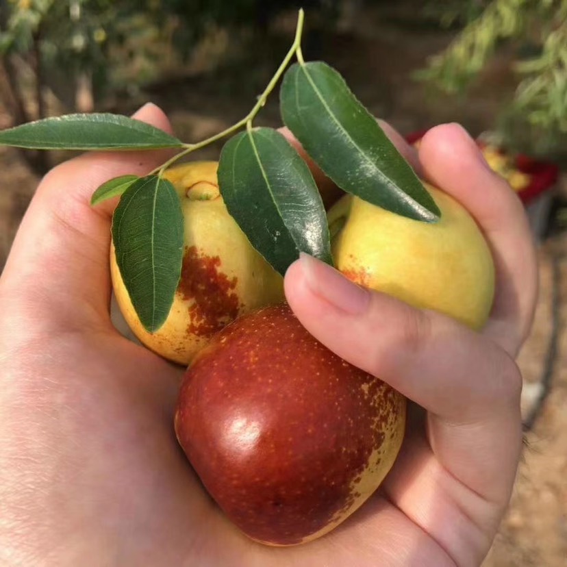 沾化冬枣一代果园现摘现发 上午采摘 下午发货