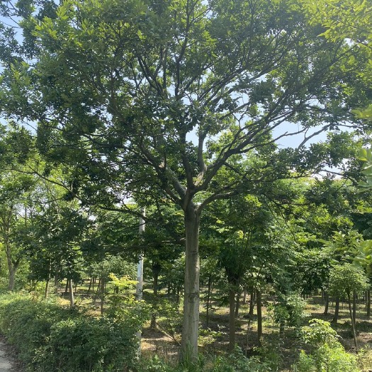 海宁市优势朴树，树形美观，移栽十几年