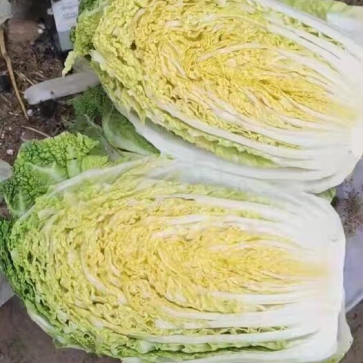 梨树县白菜