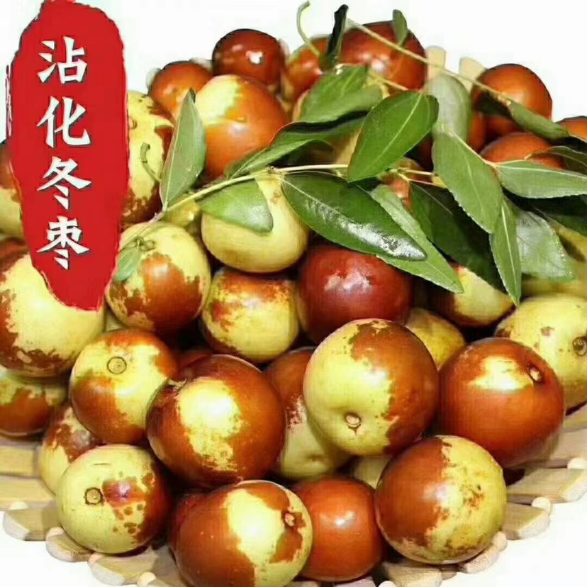 沾化冬枣一代果园现摘现发 上午采摘 下午发货