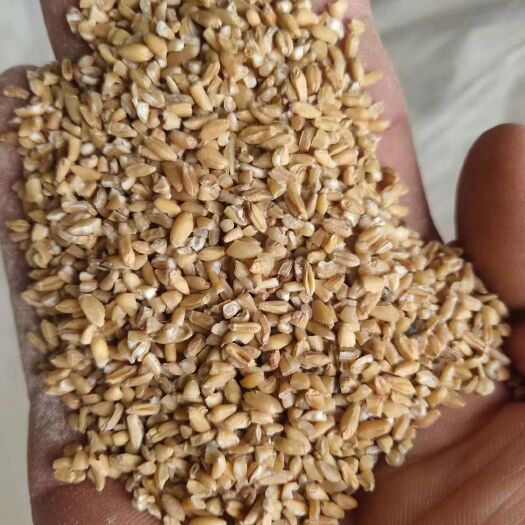 肥东县碎小麦，草籽麦，小麦下脚料，