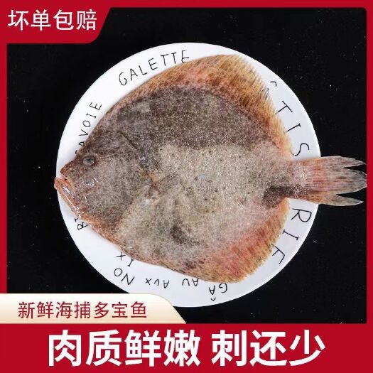 连云港鲜活多宝鱼新鲜比目鱼鱼类冷冻海鲜