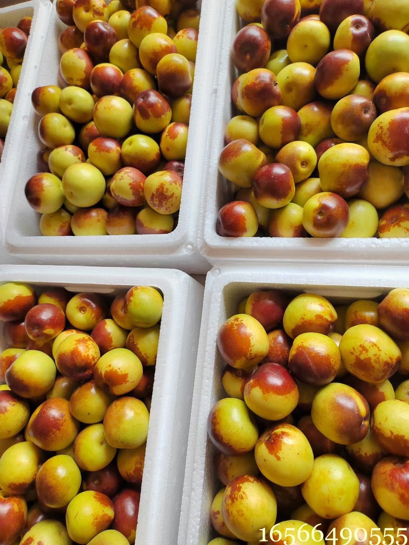 沾化冬枣一代果园现摘现发 上午采摘 下午发货