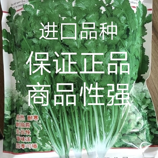 扶沟县澳洲四季香菜植株直立叶色深绿纤维少口感好品质