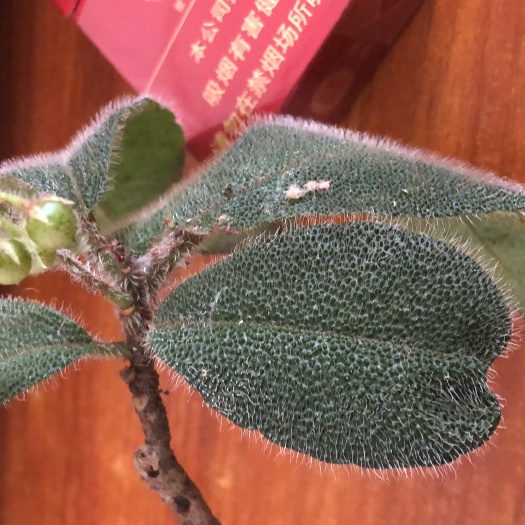 藤县虎舌红