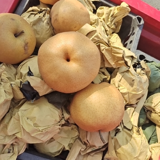 滑县晚秋黄梨