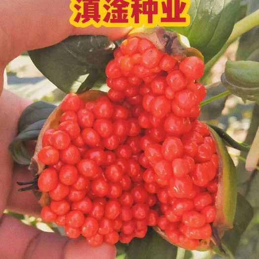 马关县优质重楼种子高杆滇重楼种子七叶一枝花种子提供免费种植技术指导