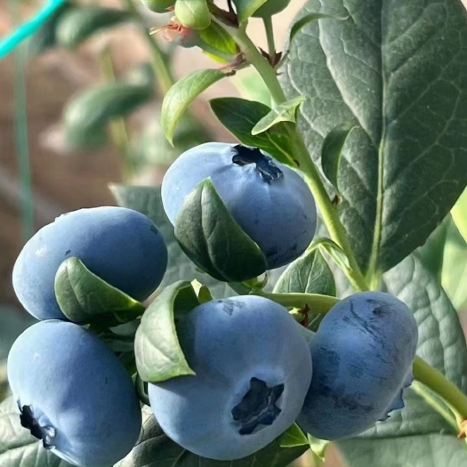 肥城市L25蓝莓品种.早熟超大果，未来蓝莓的主栽品种。