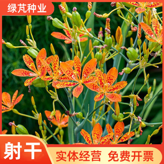 沭阳县射干种子四季种植耐旱耐寒可套作林下种植适应性强旱地种植 庭院