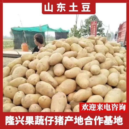 莒县土豆荷兰十五，V7，希森，沃土，黄皮黄心产地直供电商社区团购
