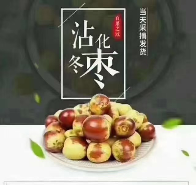 沾化冬枣一代果园现摘现发 上午采摘 下午发货